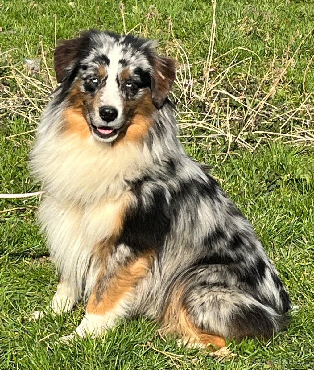 Miniaturni americký ovčák - kluk Venon