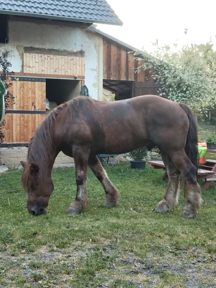 Polský chladnokrevník