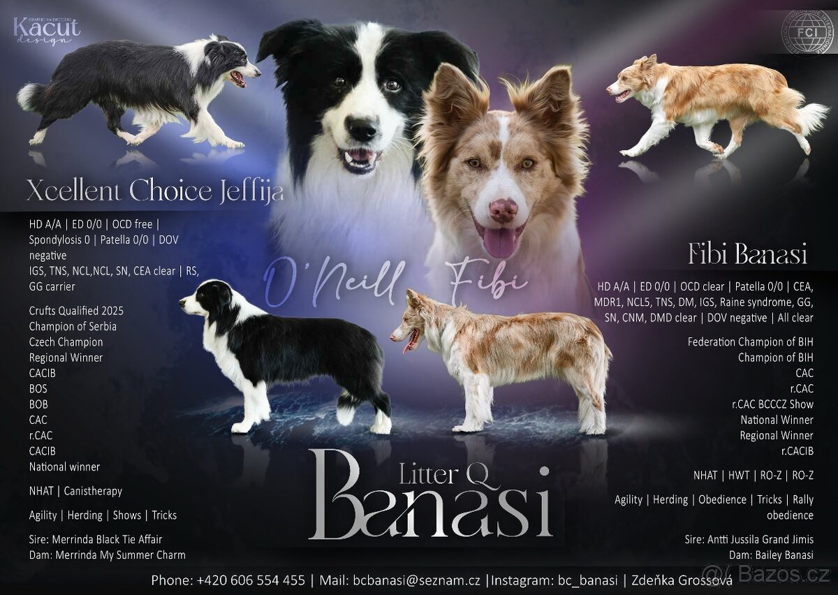 Border Collie s PP / Border Kolie s PP