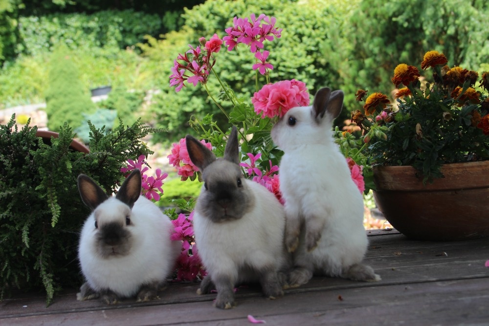 Zakrslý králík siamský žlutý s rodokmenem