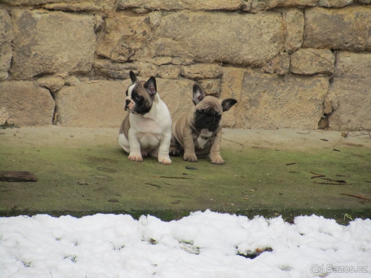 Francouzský buldoček bez PP