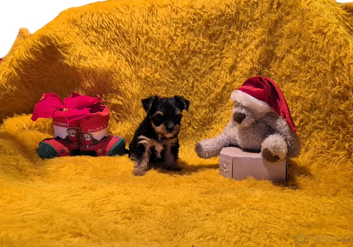 Jorkšírský teriér biewer bez pp