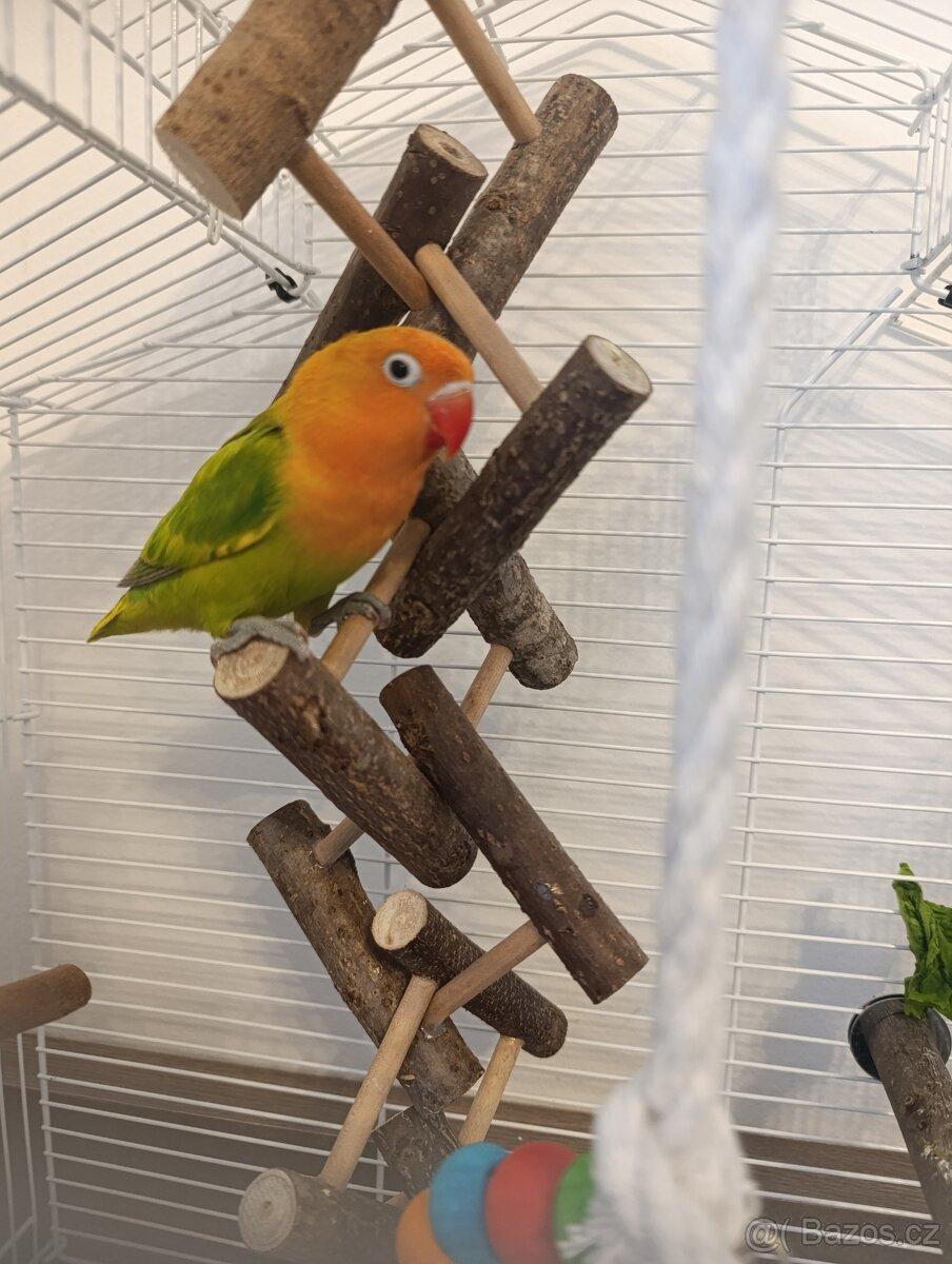 Agapornis-papoušek Fischerův vč.vybavení