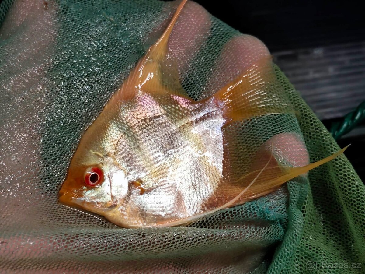 Skalar Albin - original