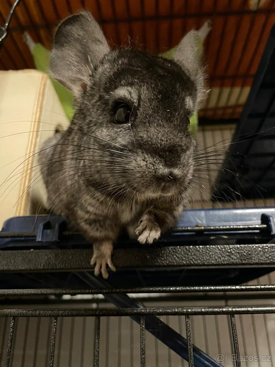 Činčily i s velkou kleci