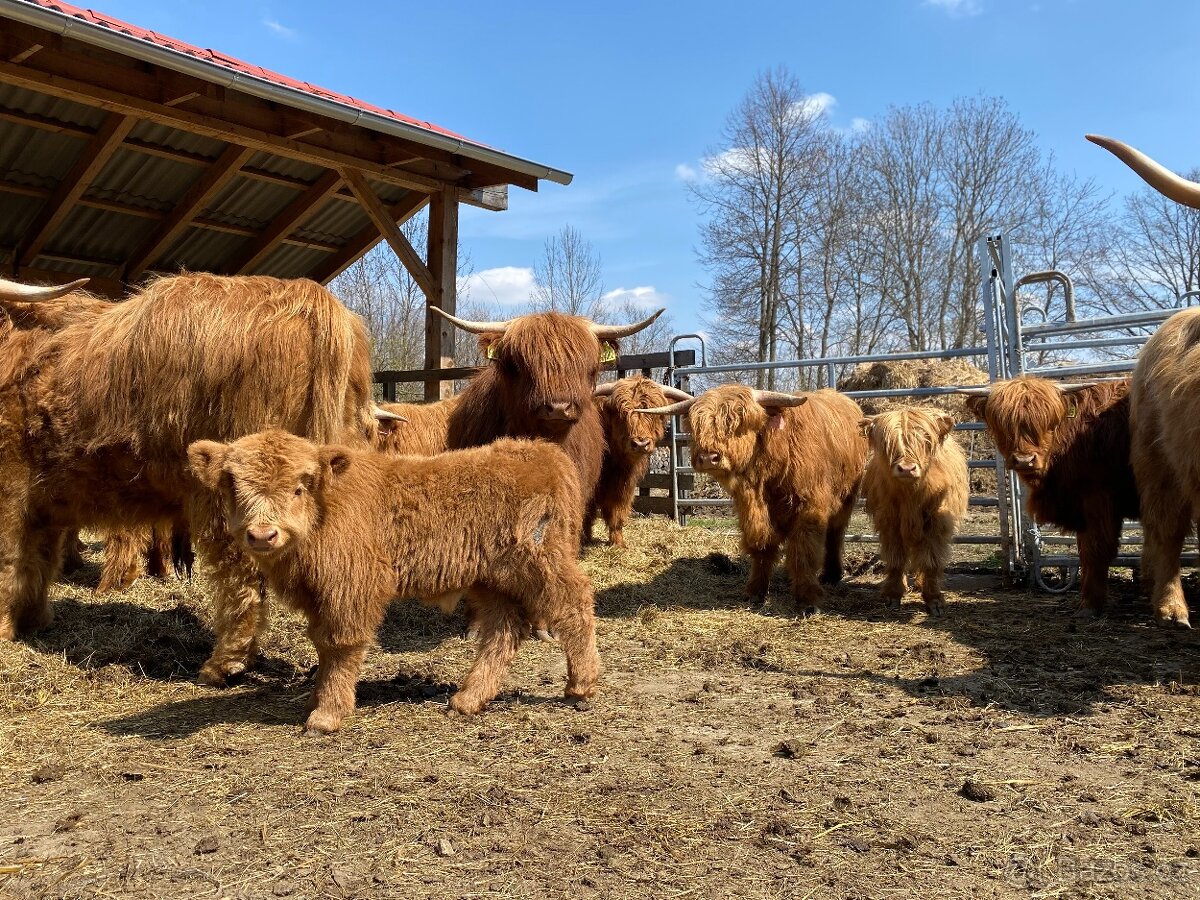 Jalovice Highland