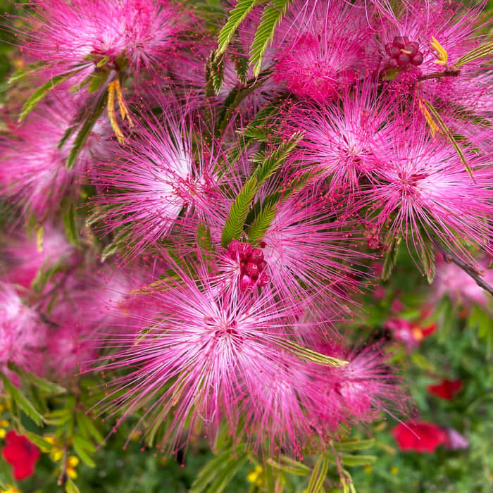 Kaliandra surinamská (Calliandra surinamensis) 'Dixie Pink'