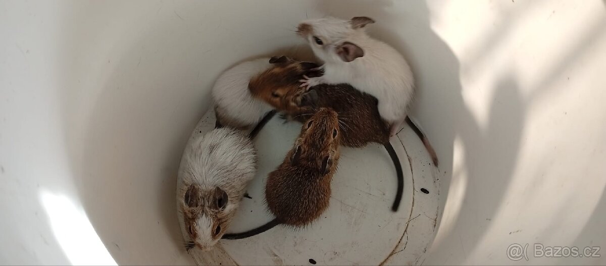 Darování osmáků degu do dobrých rukou