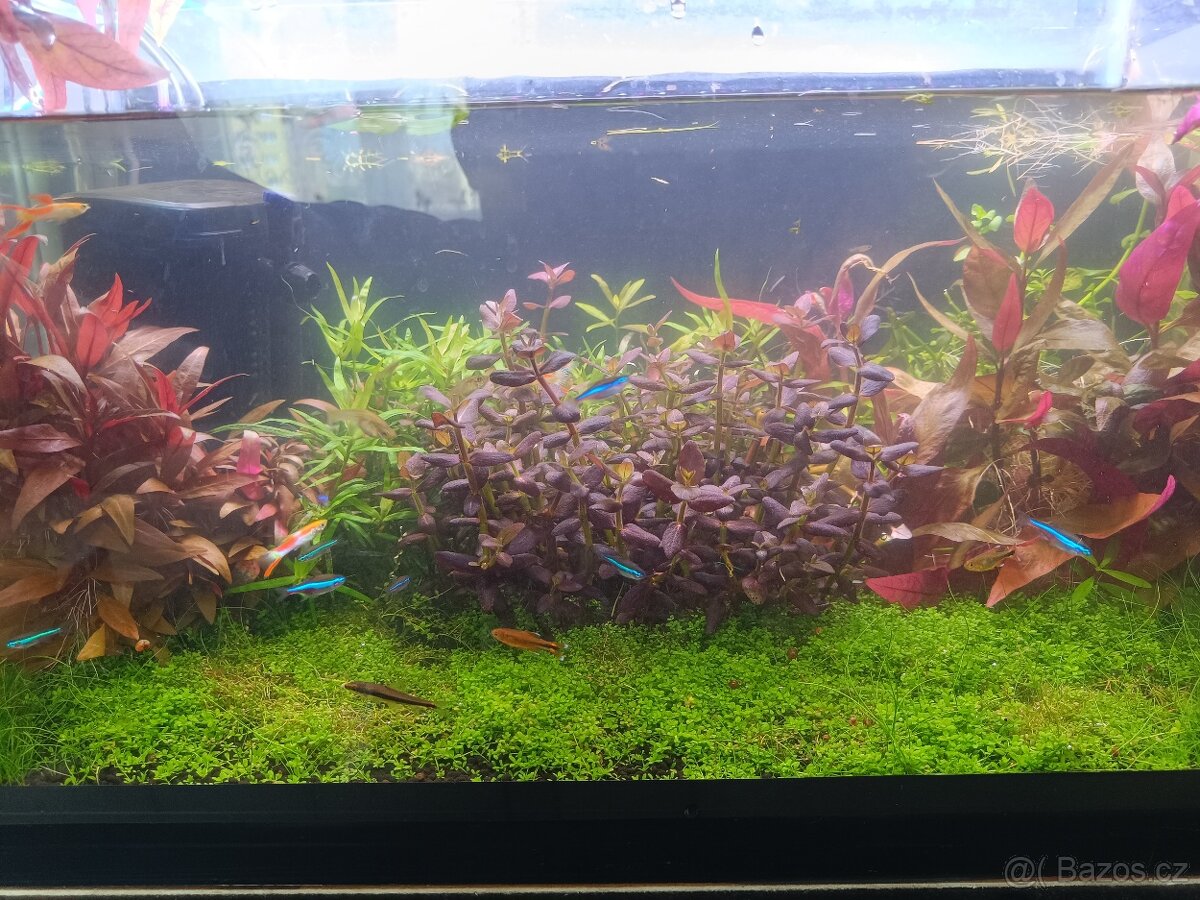 Akvarijní rostliny