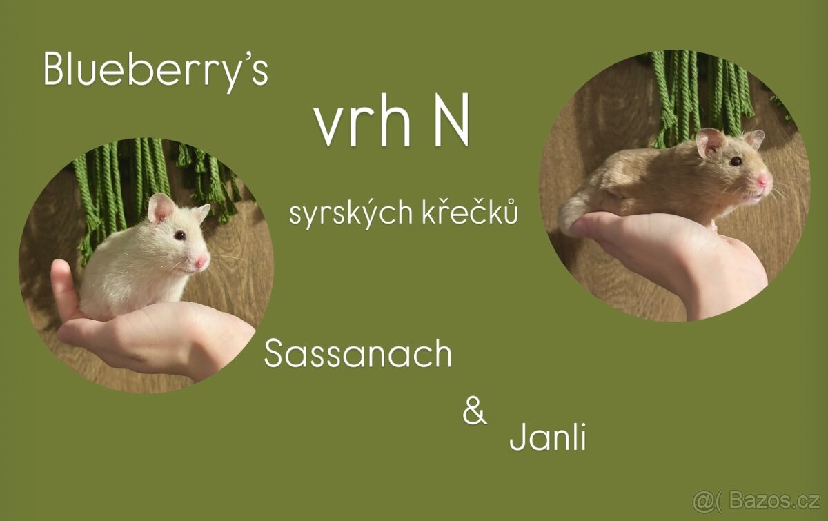 Křeček syrský/zlatý