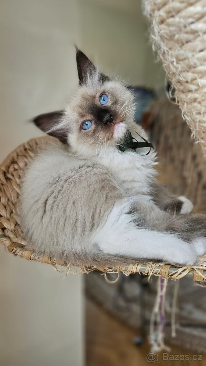 ✨ Hledáme ty nejlepší domovy pro naše koťátka Ragdoll ✨