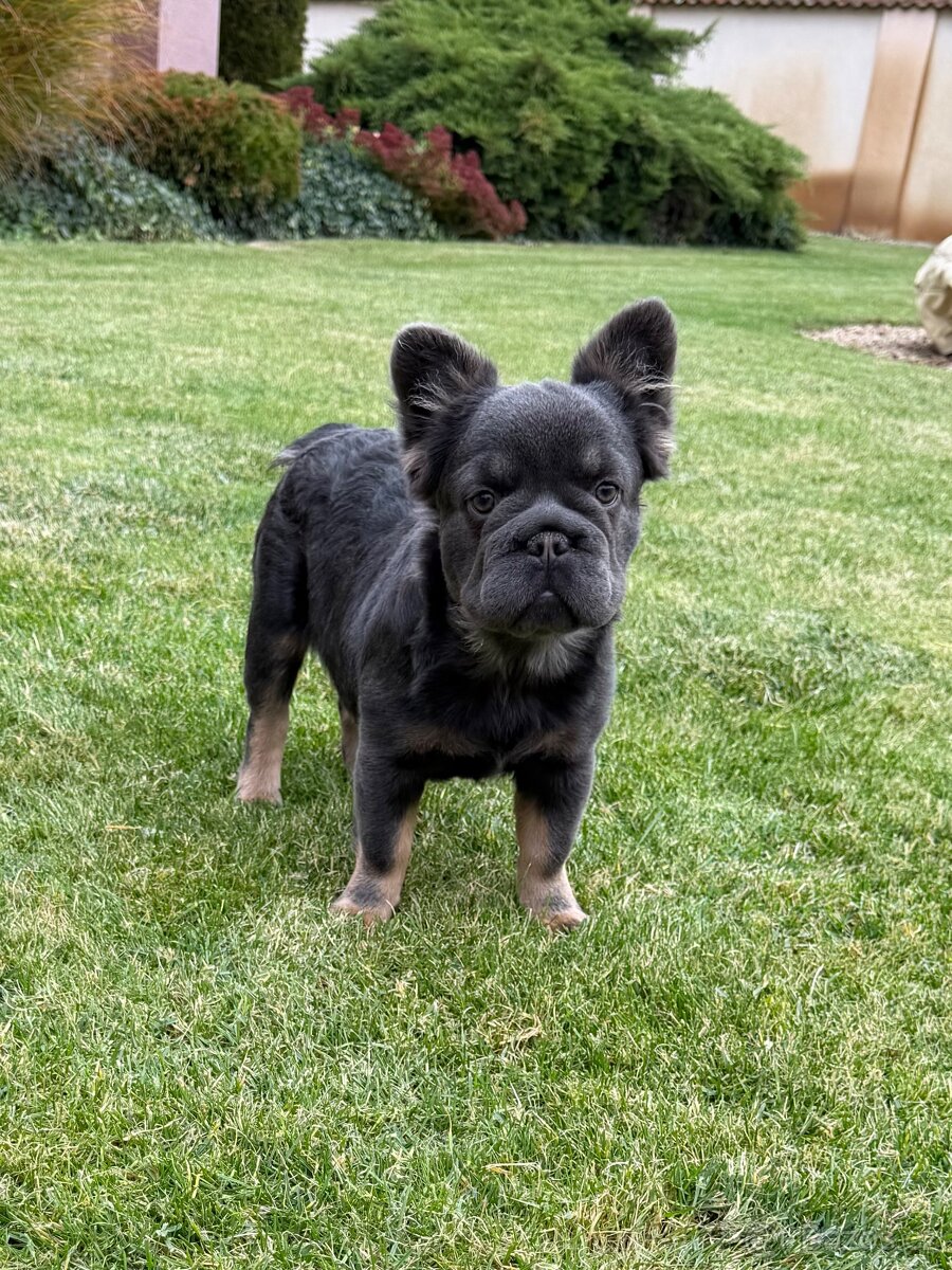 Francouzsky buldoček fluffy big rope fenky