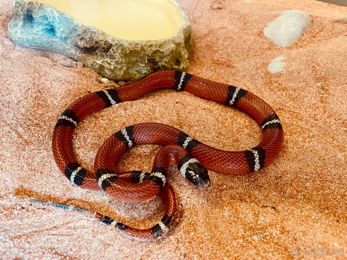 Užovka korálová - Korálovka sedlatá Lampropeltis triangulum