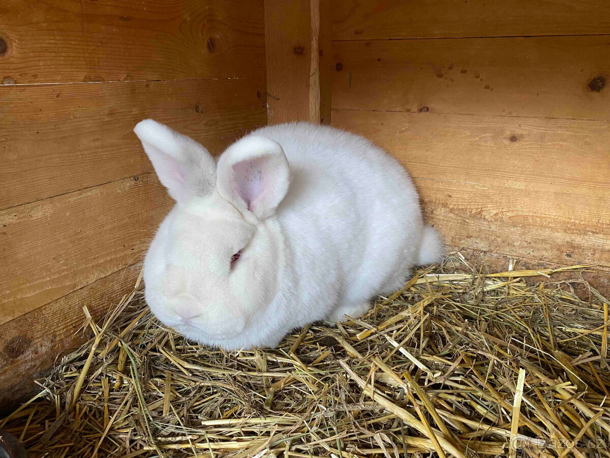 Novozélandský bílý