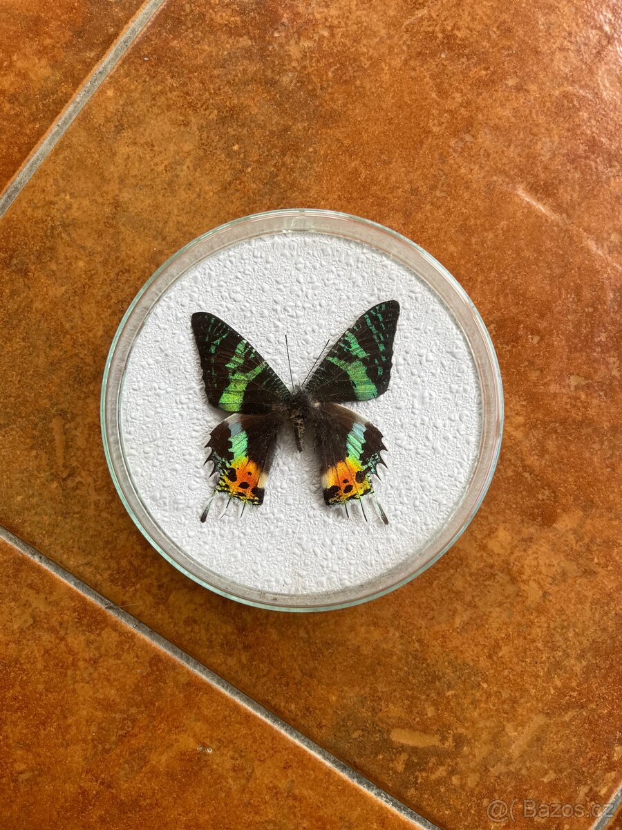 Madagaskarský motýl Urania ripheus ( Chrysiridia rhipheus )