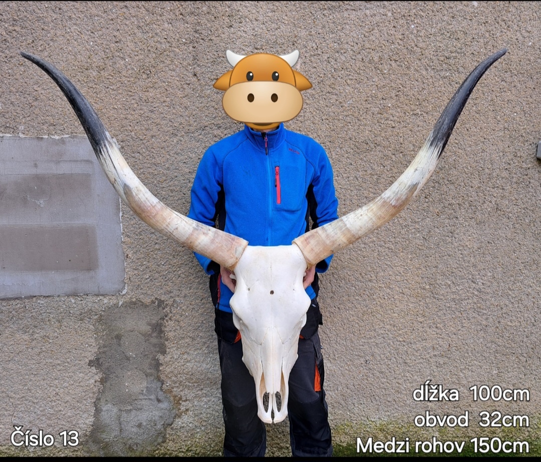 Trofeje, maďarský stepný kapitálne