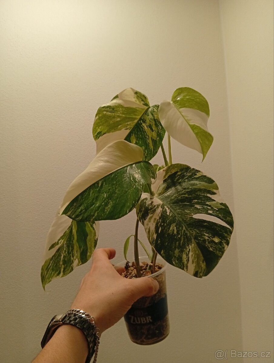 Monstera Albo variegata.