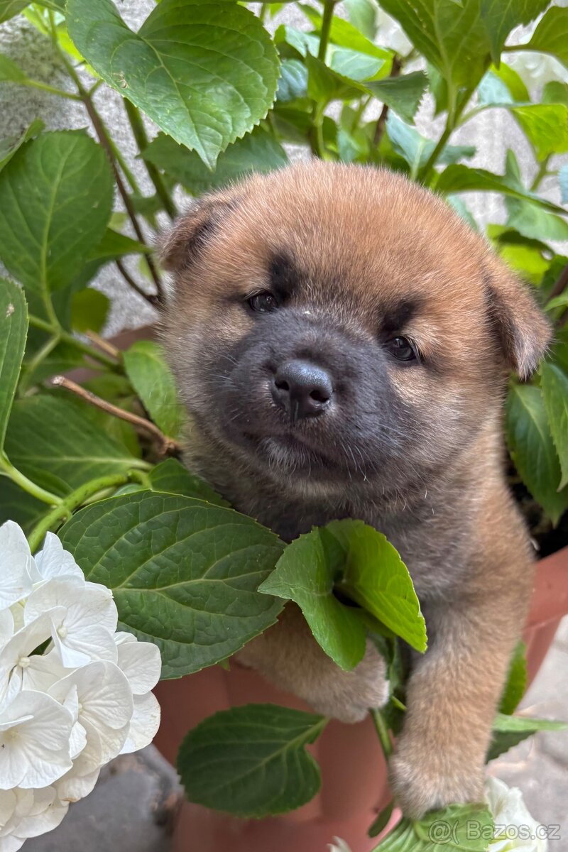 Shiba inu s PP