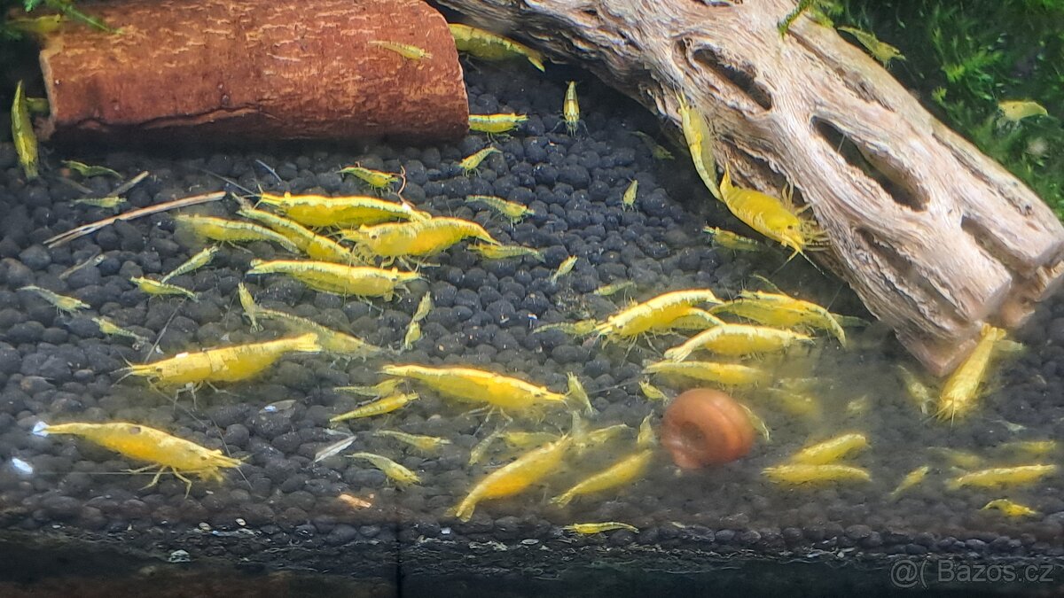 Krevetky  Neocaridina yellow neon
