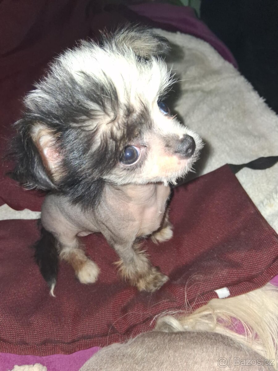 cinský chocholatý pes