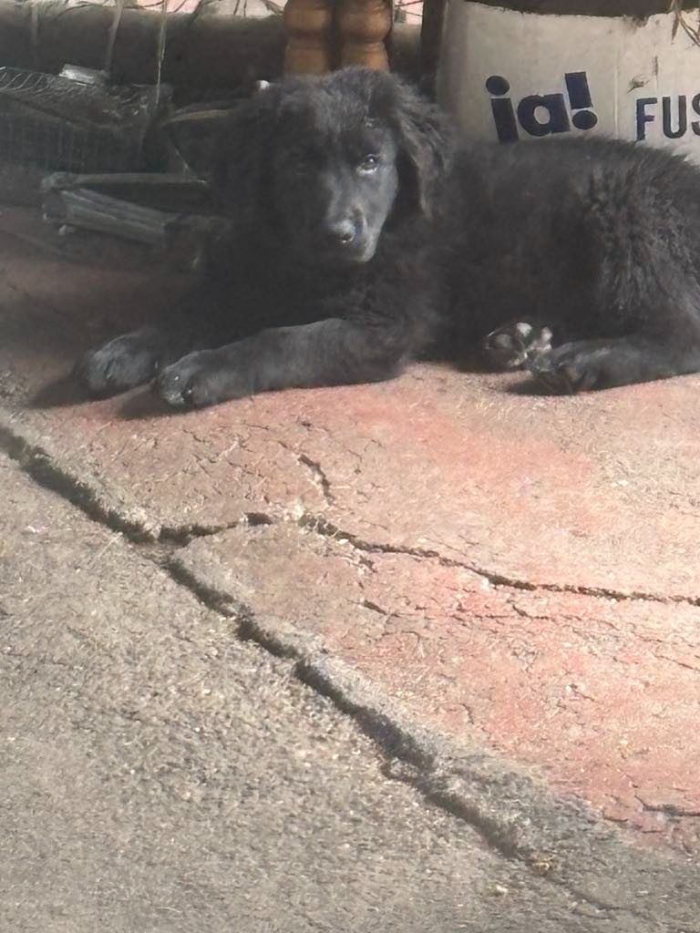 Štěně labradora , labrador