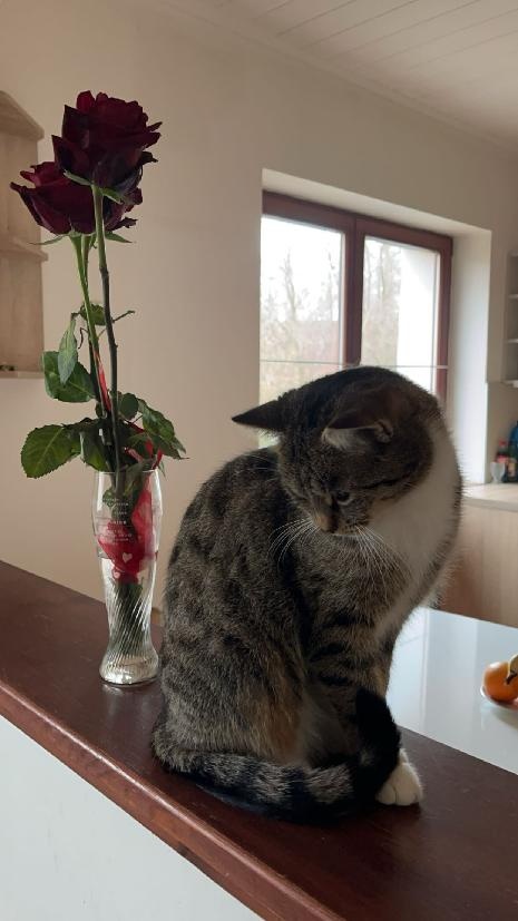 K adopci kočka, kotě