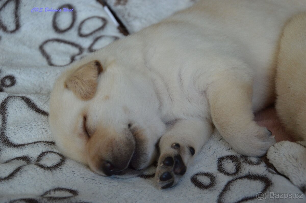 Žlutá štěňátka labrador retrievera s PP - chlapečci