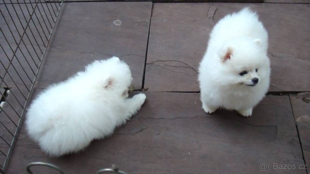 Štěňata pomeranského ovčáka
