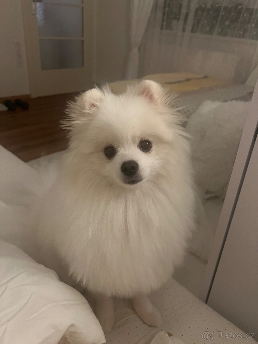 Německý trpasličí špic (Pomeranian)