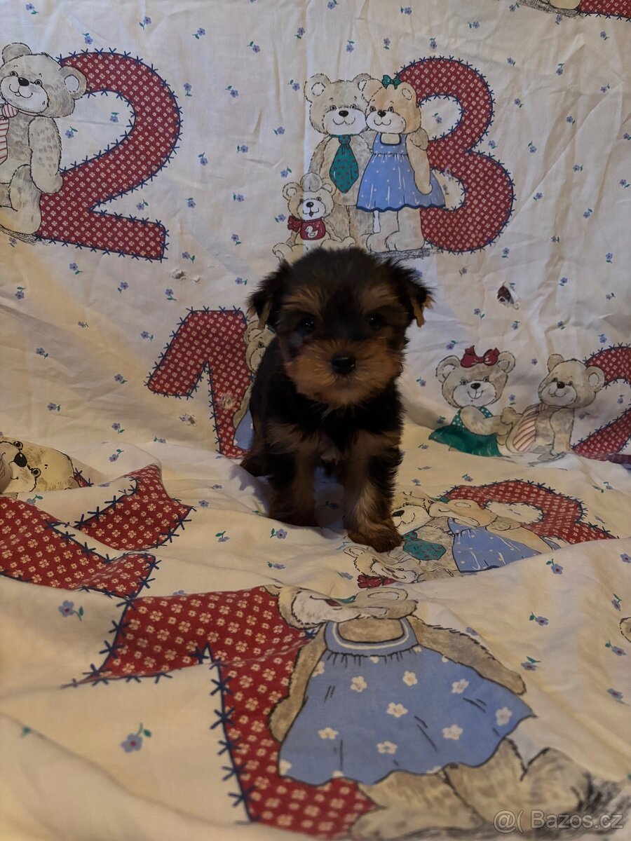 Jorkšírský teriér bez PP