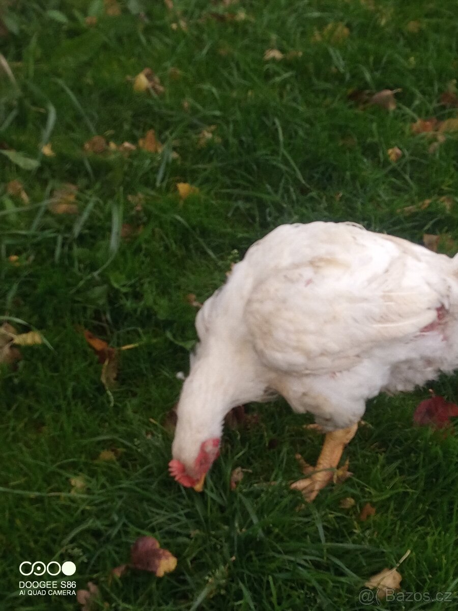 Domácí brojlerová kuřata