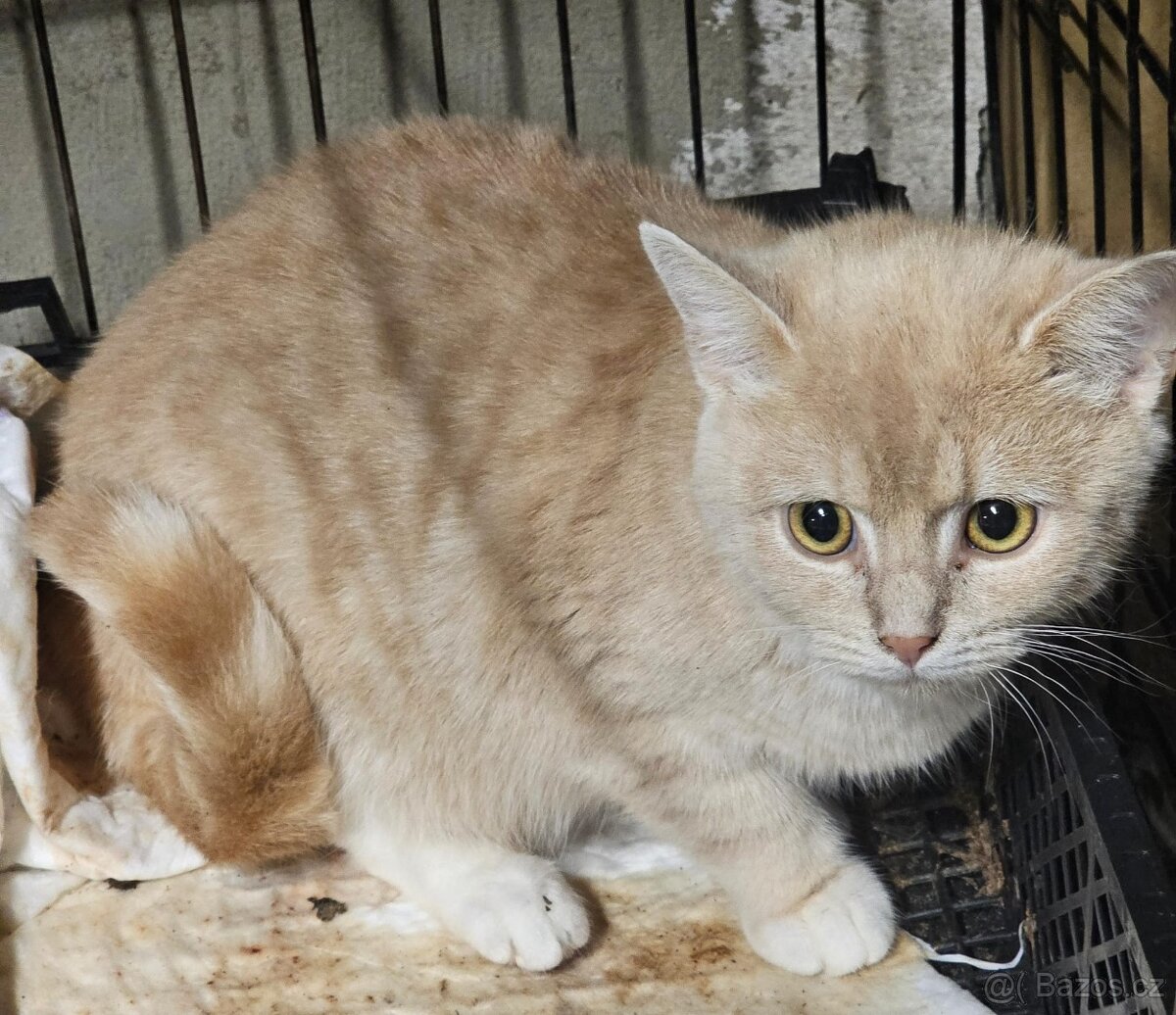 Daruji 3 cca 4-5mesicni kotatka