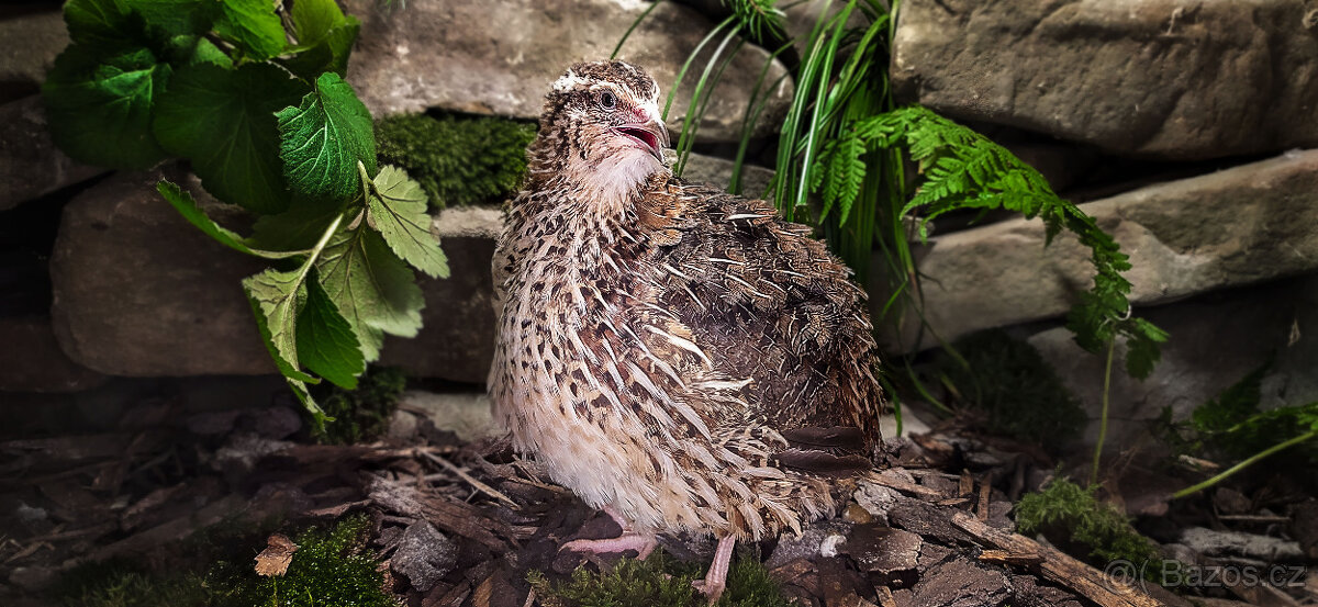 FARAON Křepelka - Vejce do líhně + Topný sáček