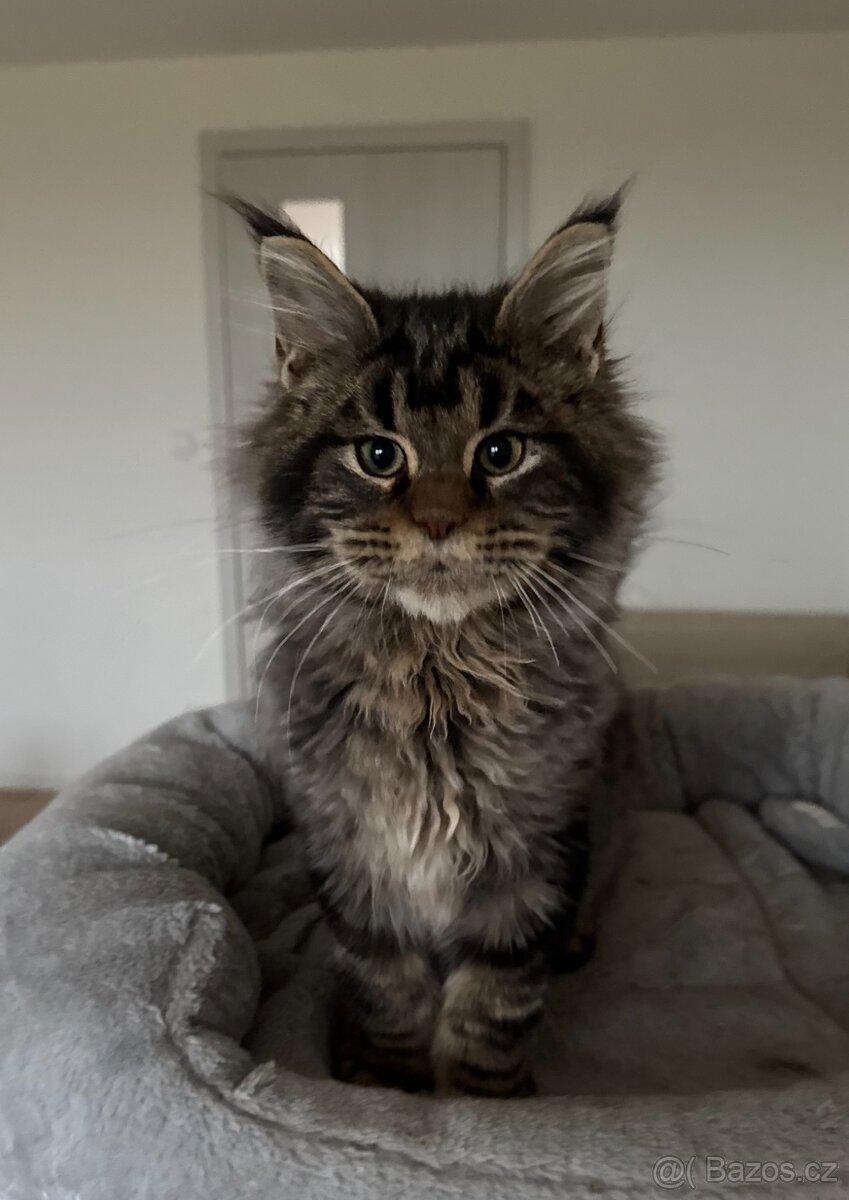 Mainská mývalí kočičky s PP