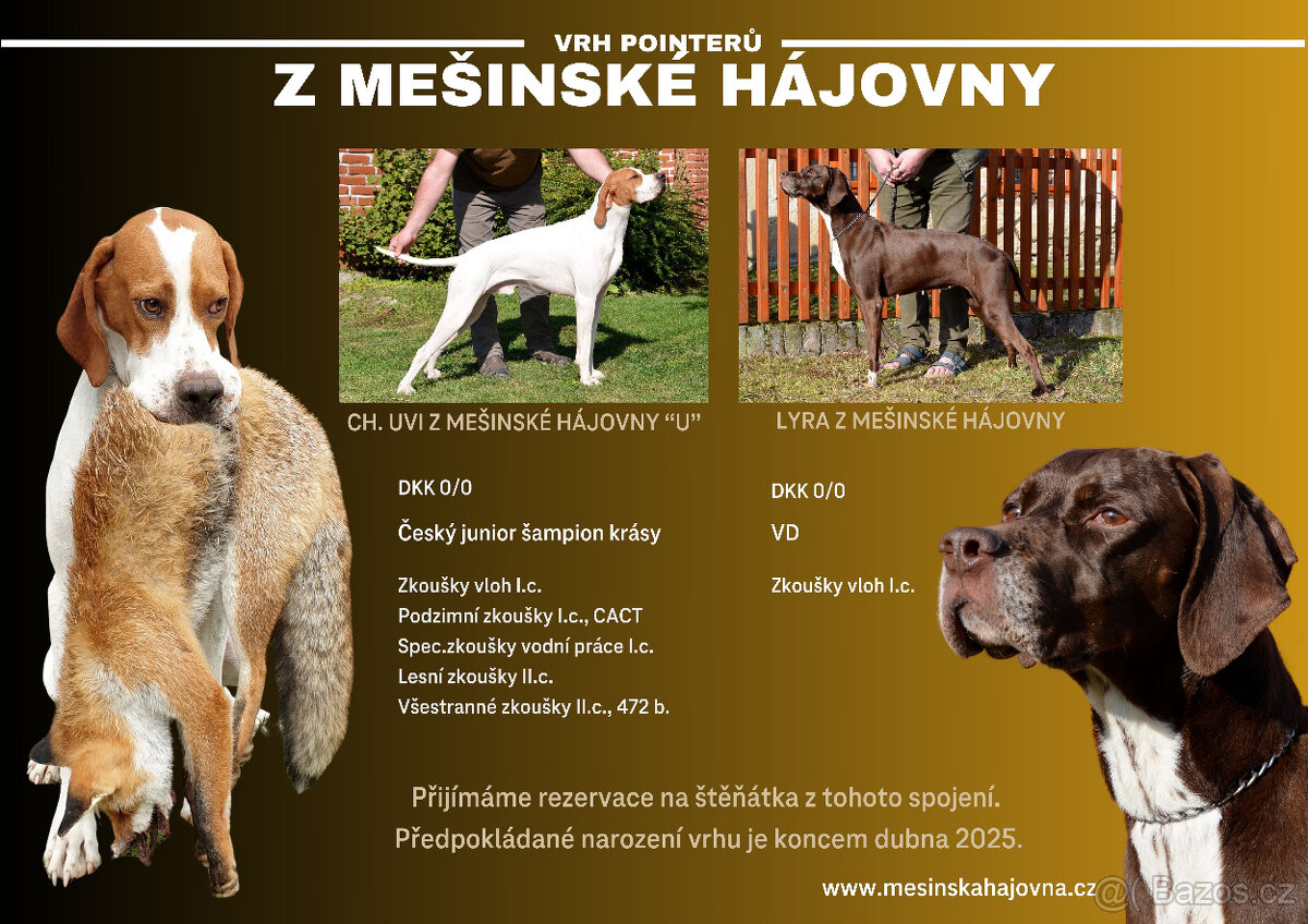 Vrh pointerů CHS "z Mešinské hájovny" - jaro 2025