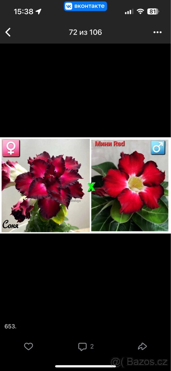 adenium obesum mini
