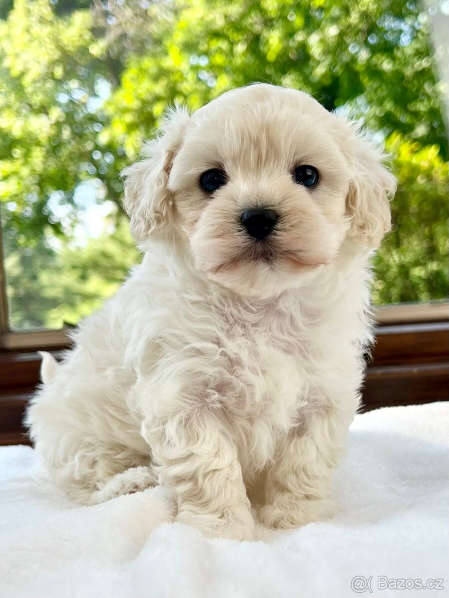 Maltipoo