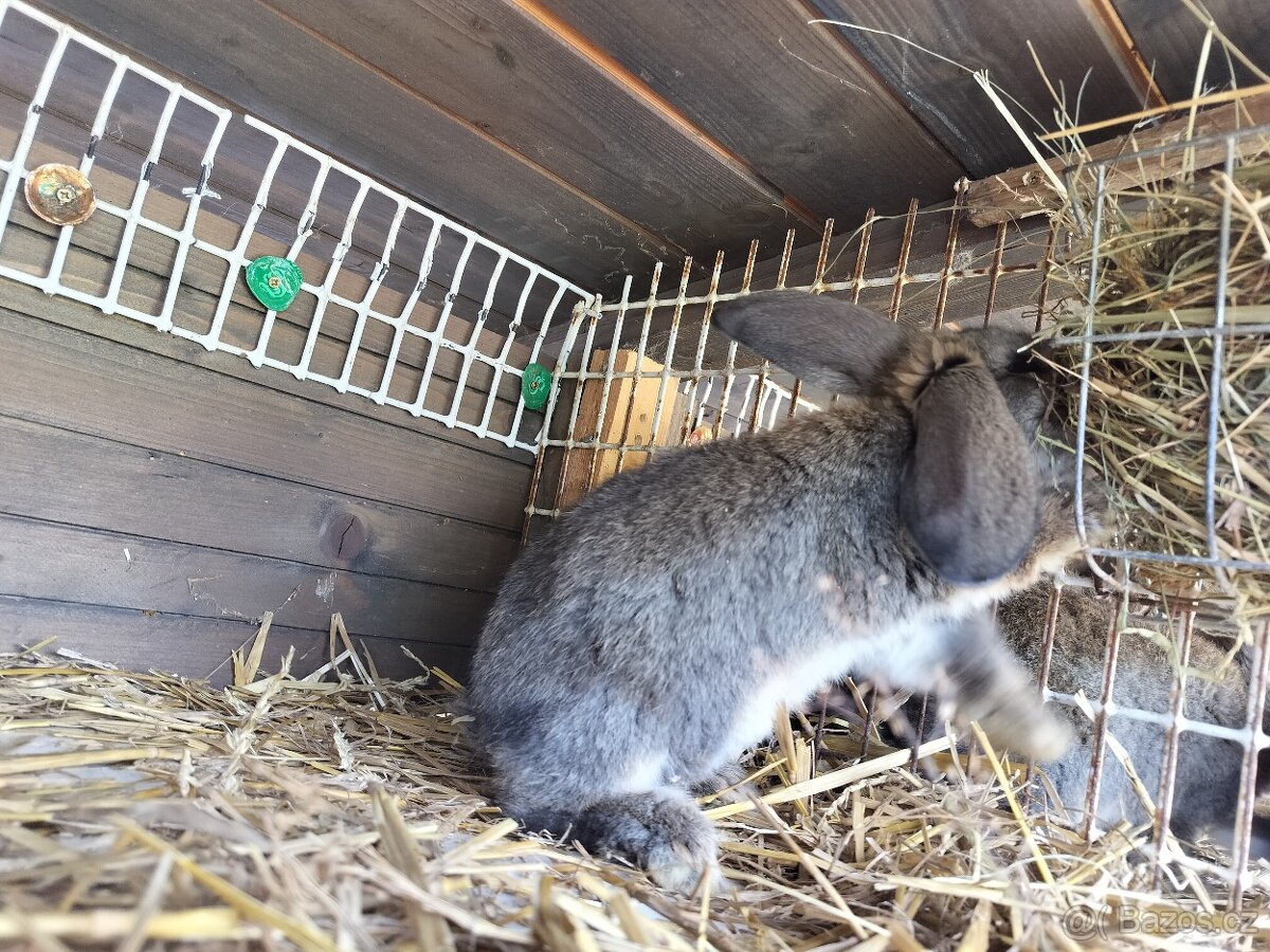 Králíci