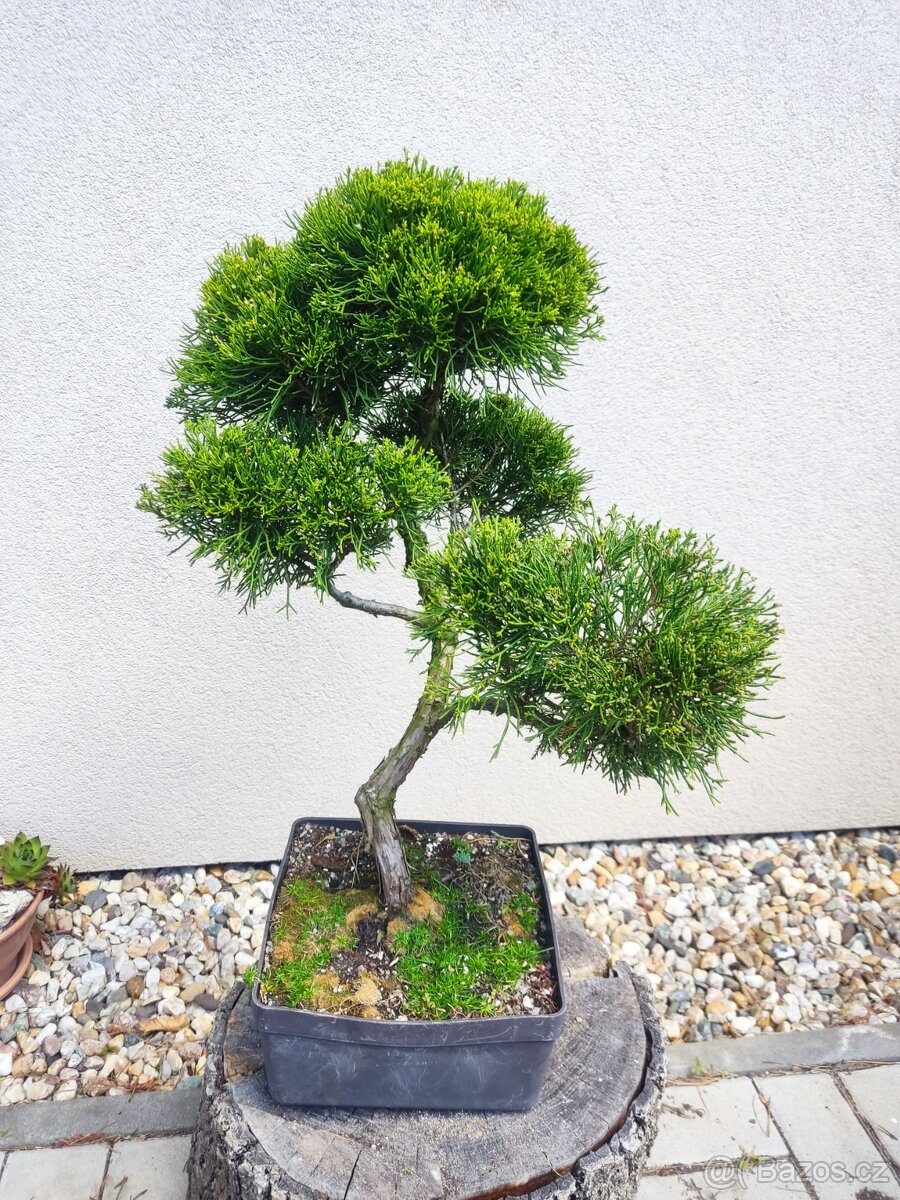 Tvarovaný strom, bonsai, niwaki, yamadori