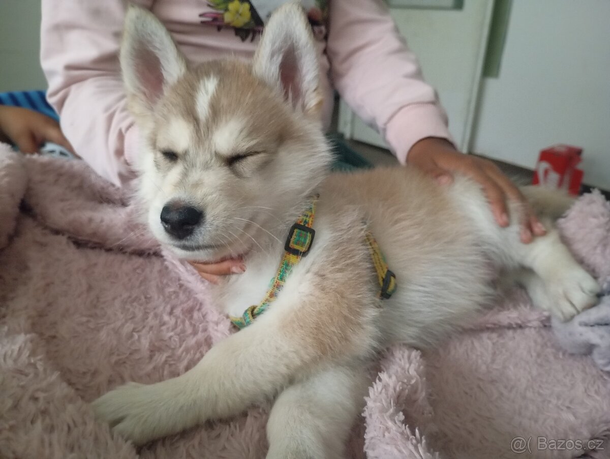 Sibiřský husky s československým vlčákem