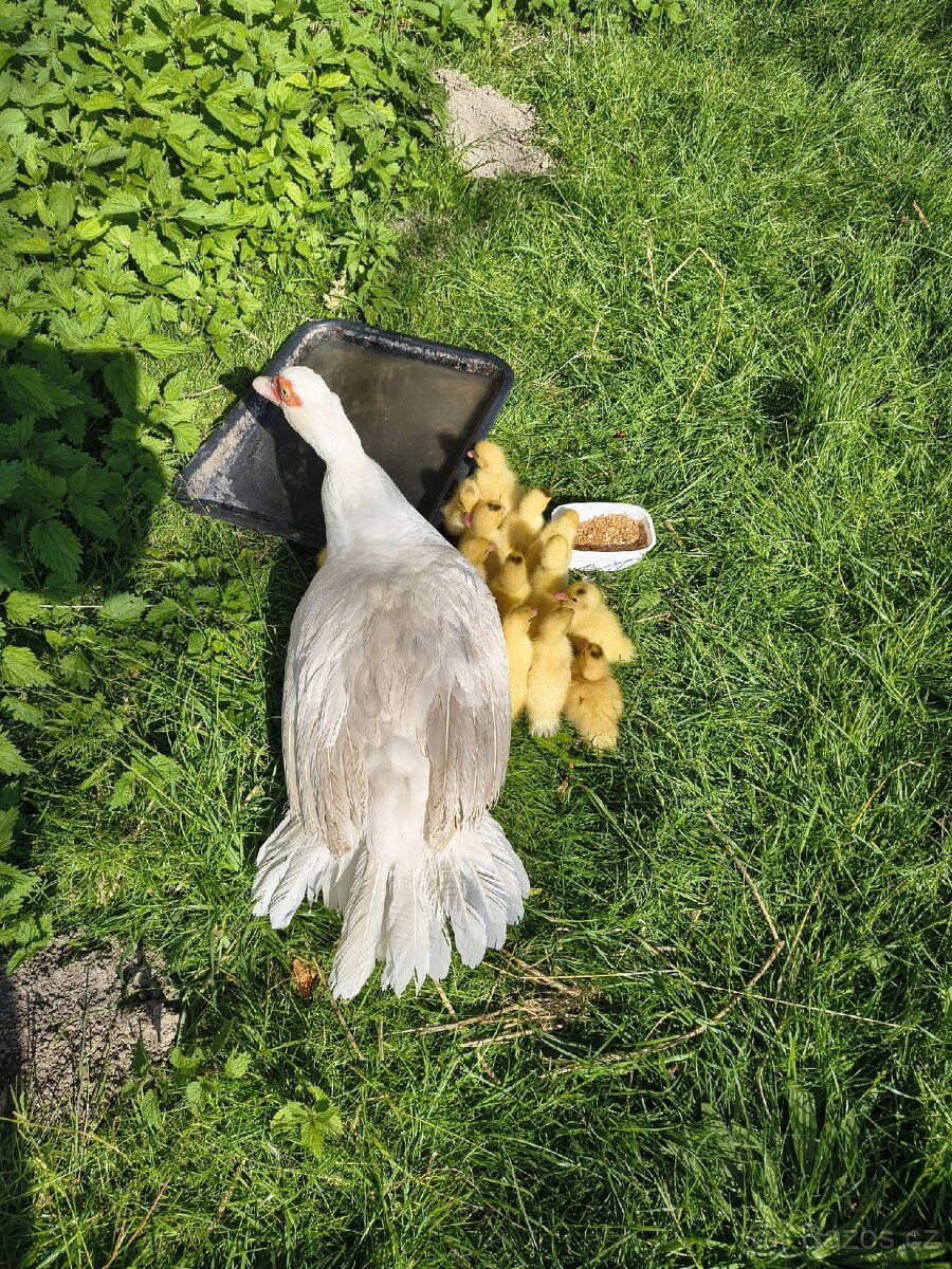 Prodám kachňata kachny pižmové