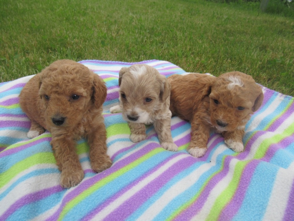 Maltipoo štěňátka