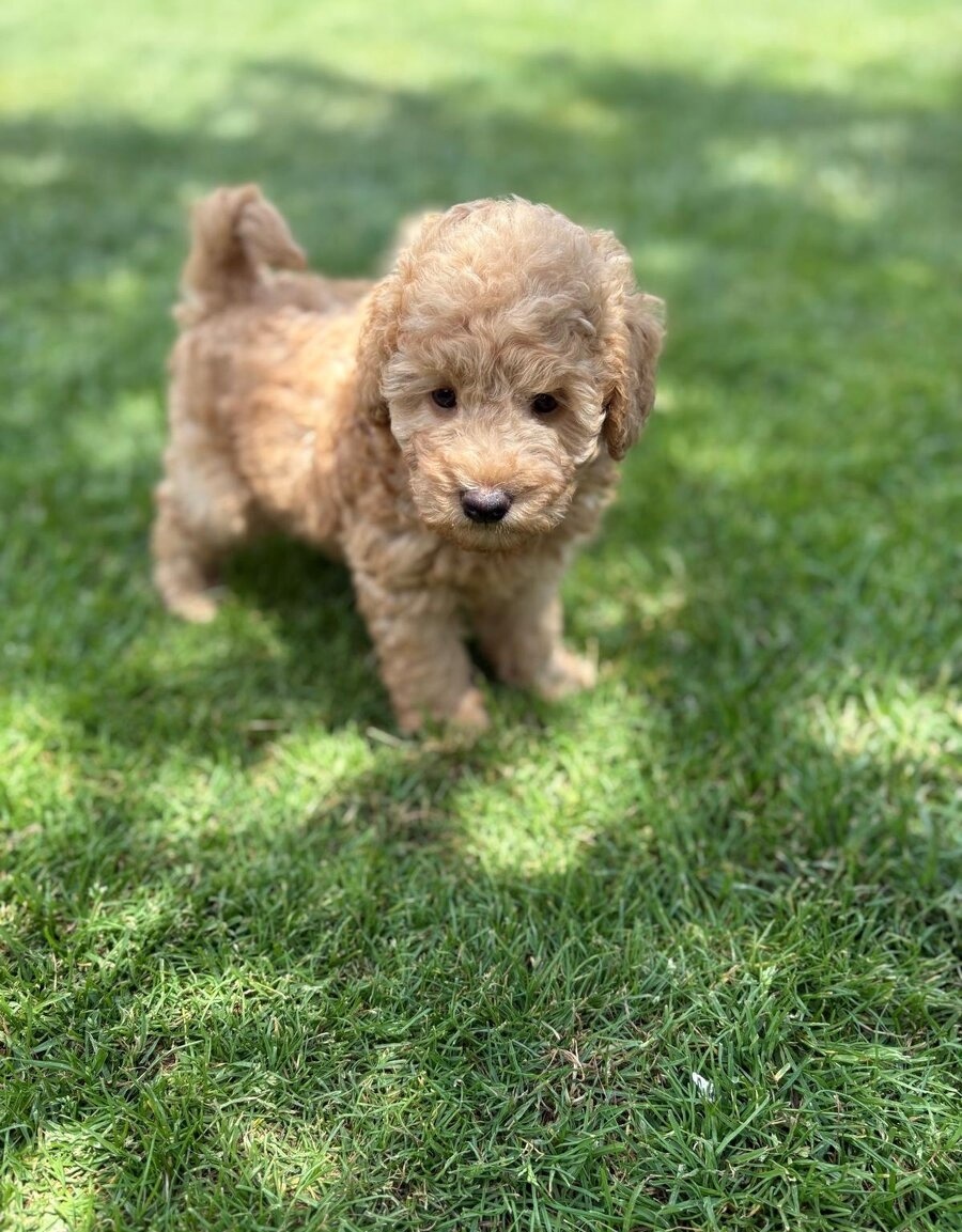 Maltipoo