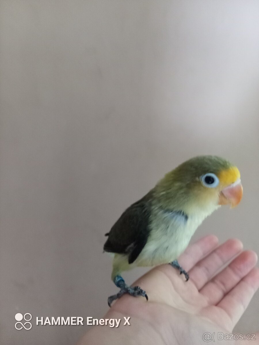 Agapornis ručně dokrmený