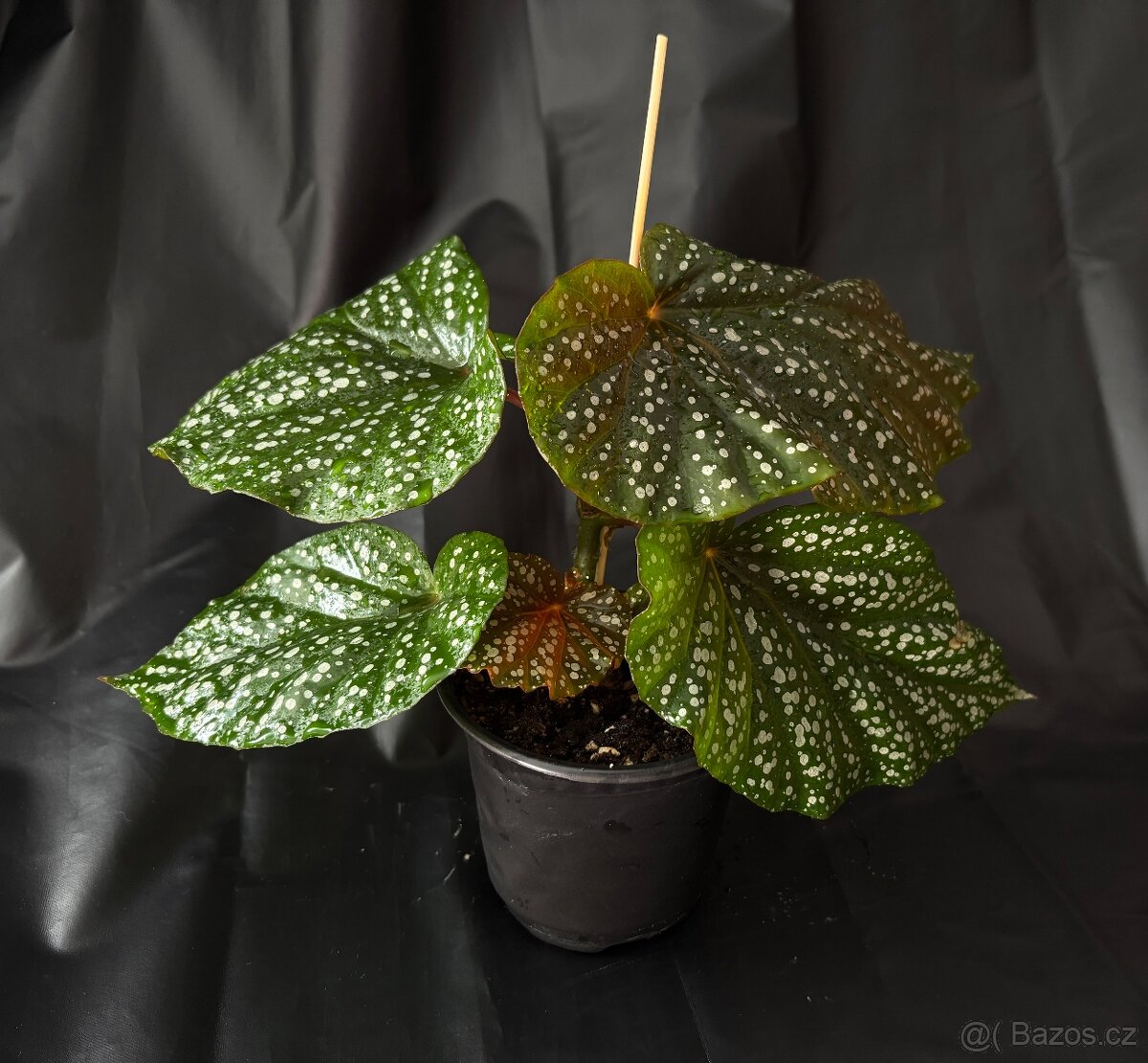 SLEVA⤵️ Begonia corallina, tečkovaná , Korálová begónie
