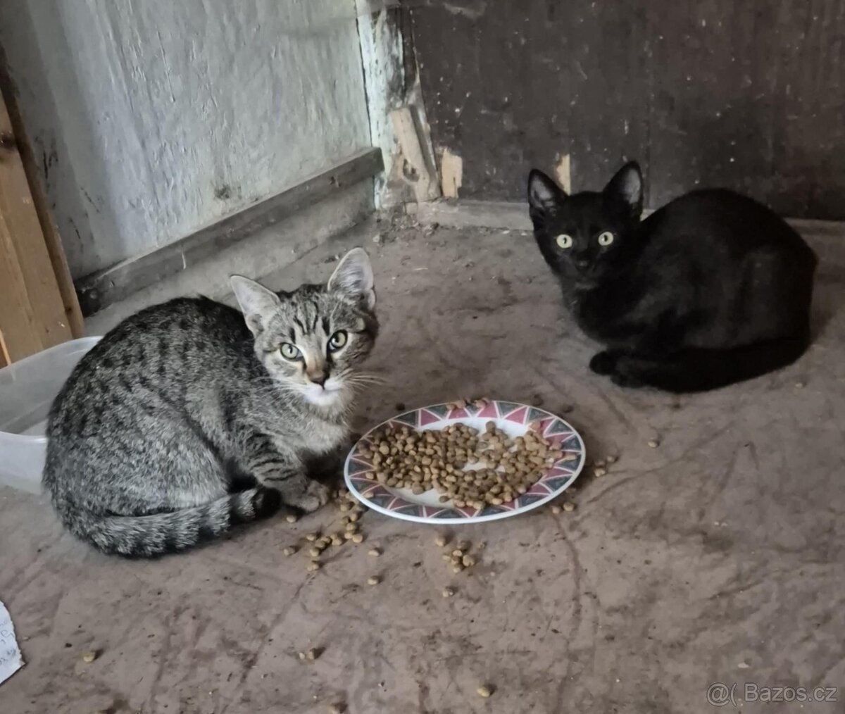 Daruji koťata Světlá nad Sázavou