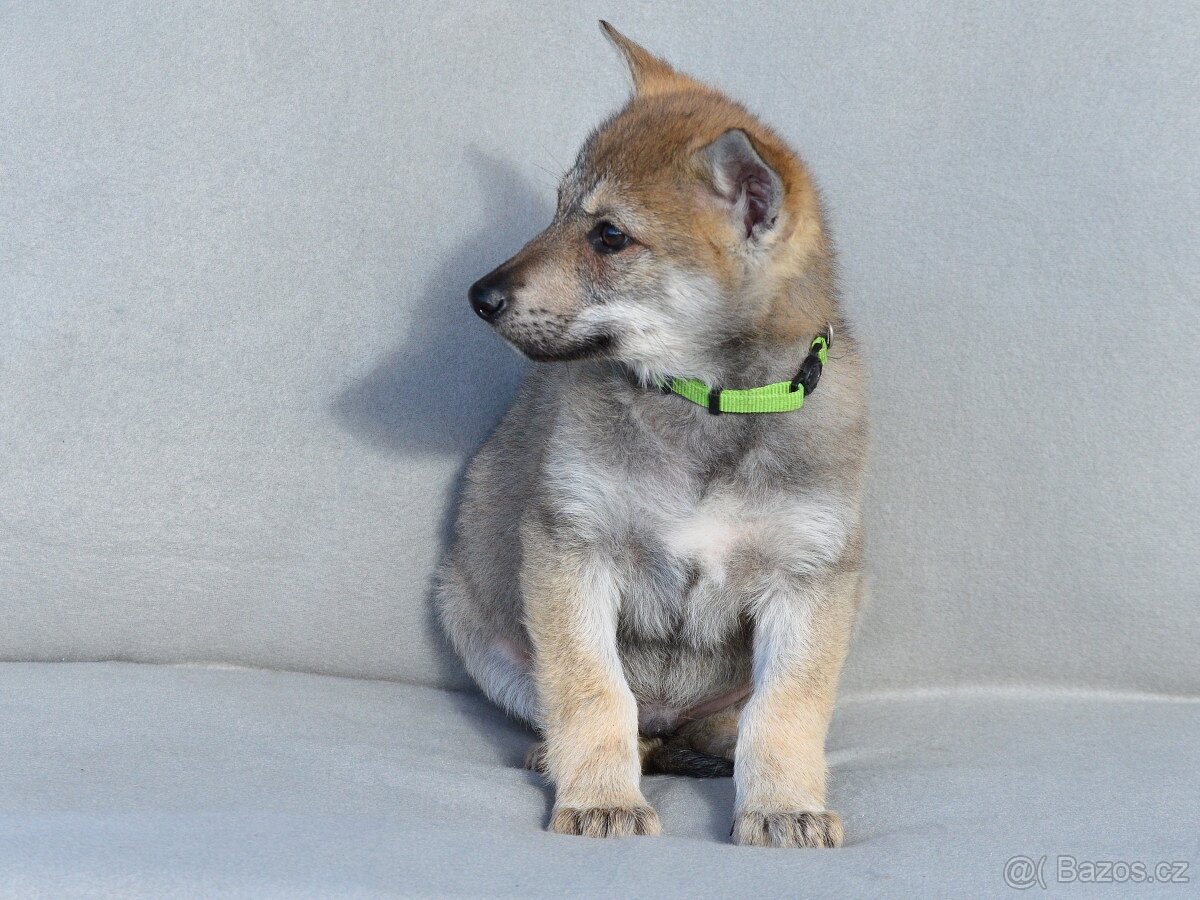 Československý vlčák "od Úhoště"