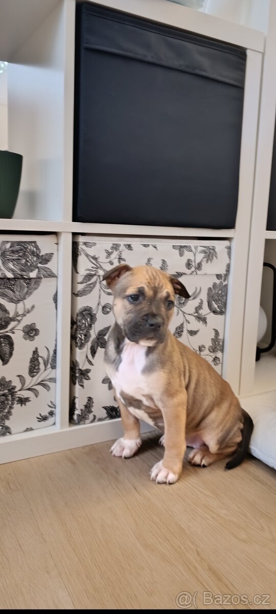 🐾 Americký stafordšírský teriér