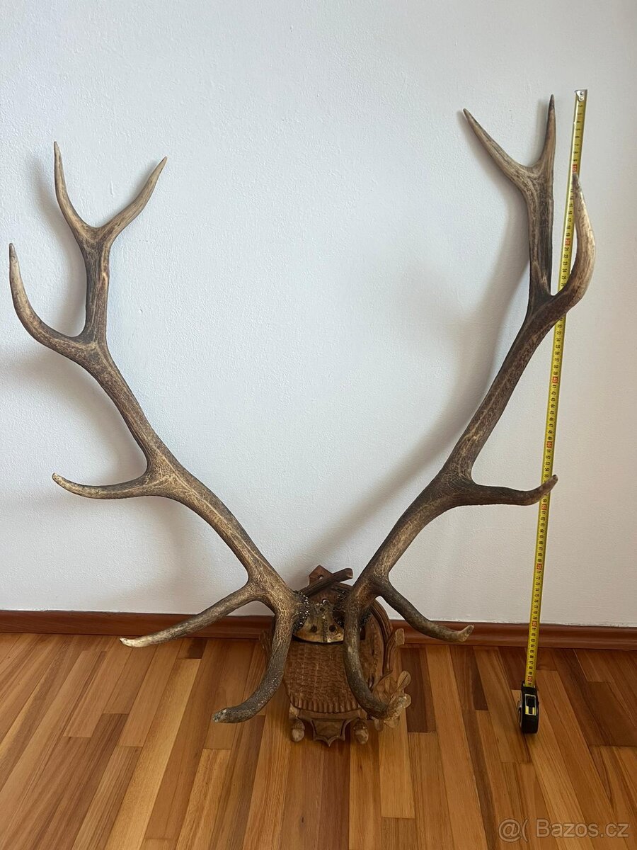 Jelení trofej dvanácteráka