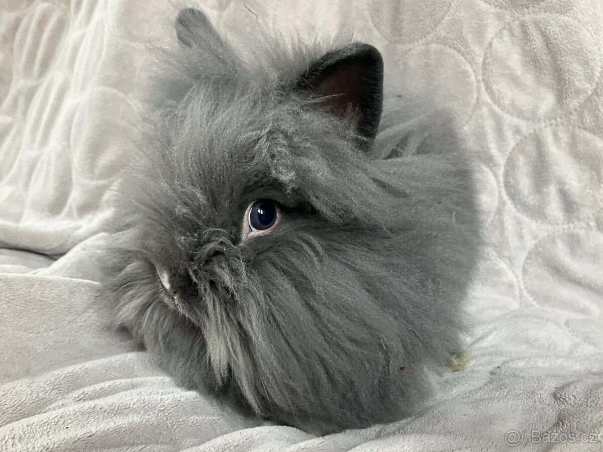 Zakrslý králík Teddy, lvíček i krátkosrstý